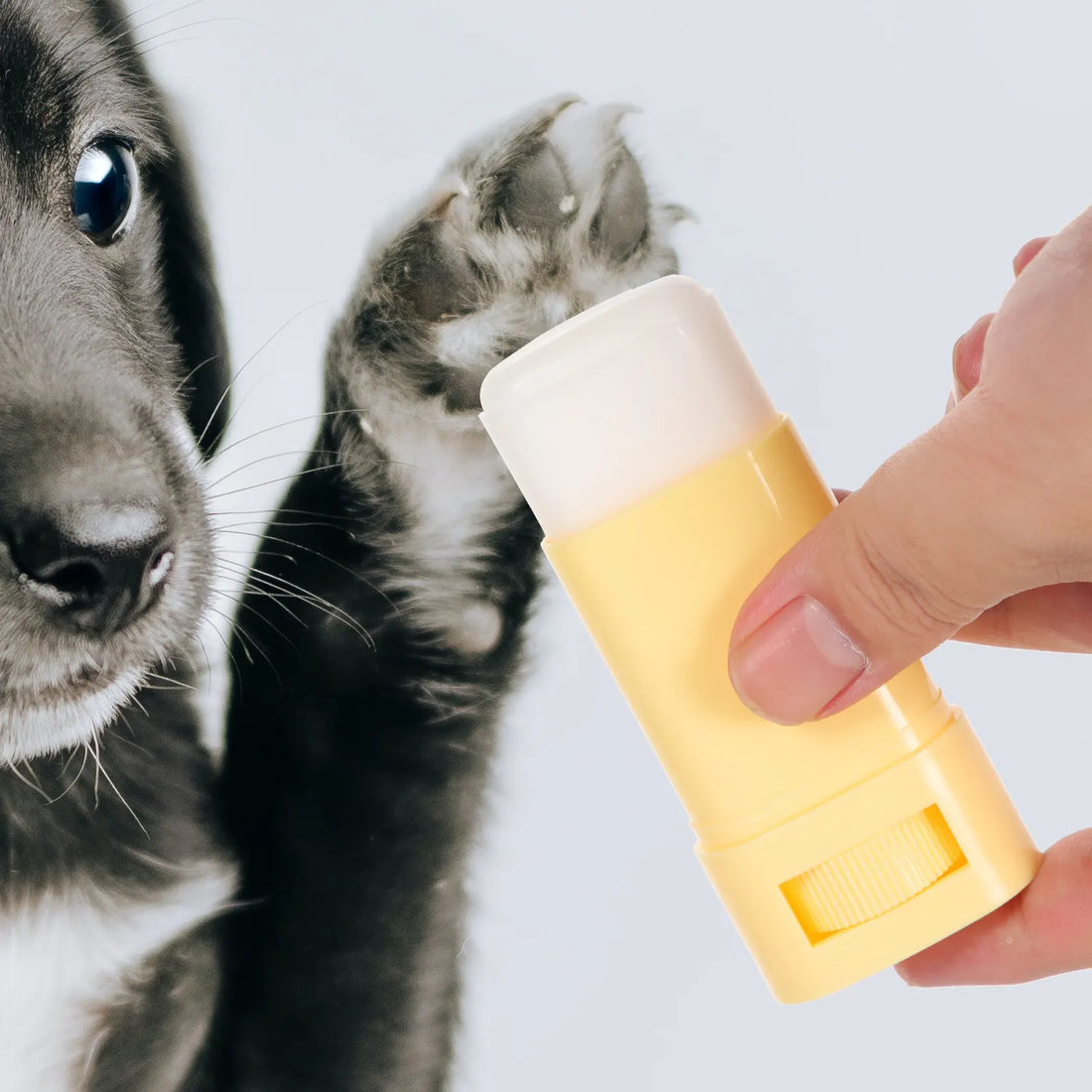 Dog Paw Balm Professional Pet Paw Cream for Cracked Paws Nose Mouth Portable Moisturizer for Dogs Cats Dog Foot Moisturizer
