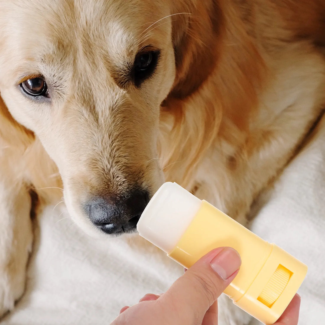 Dog Paw Balm Professional Pet Paw Cream for Cracked Paws Nose Mouth Portable Moisturizer for Dogs Cats Dog Foot Moisturizer