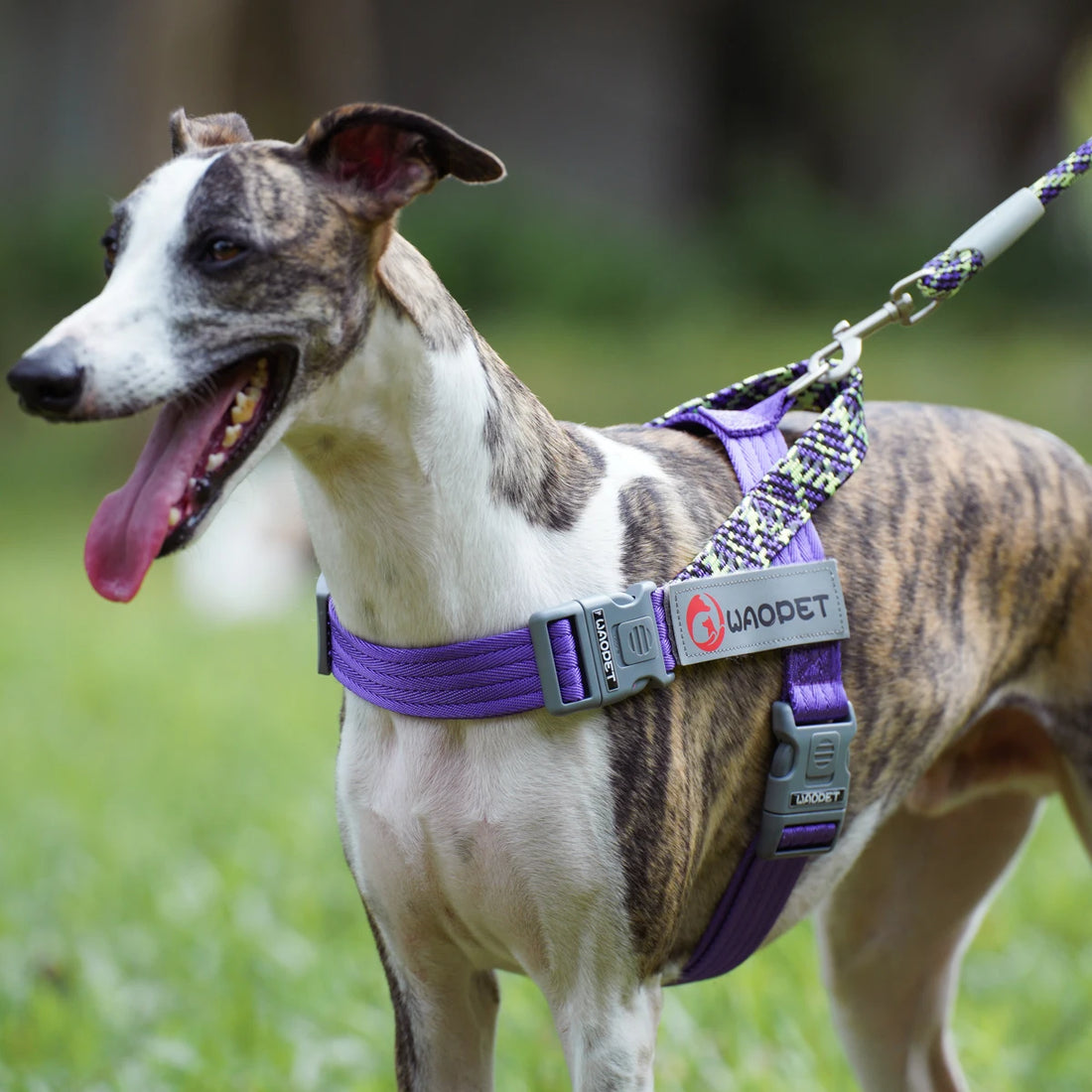 Walking Dog Harnesses For Heavy Medium Large Dogs Creative Design Flat Rope Durable Nylon Dog Rope No Pull Harness Pet Supplies