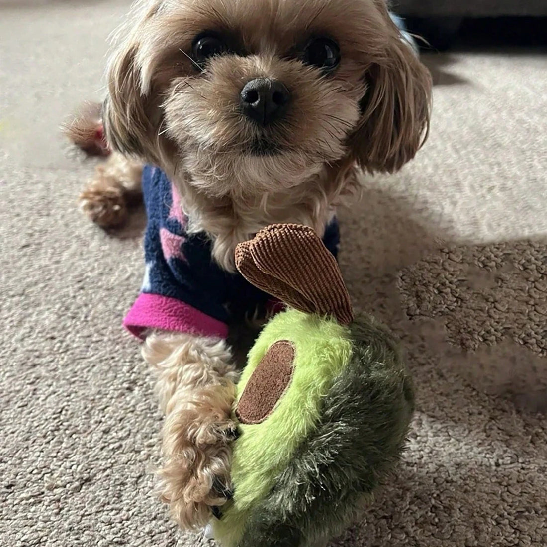 A Cute Avocado Pet Plush Toy, Suitable for Daily Companionship of Small and Medium-Sized Dogs