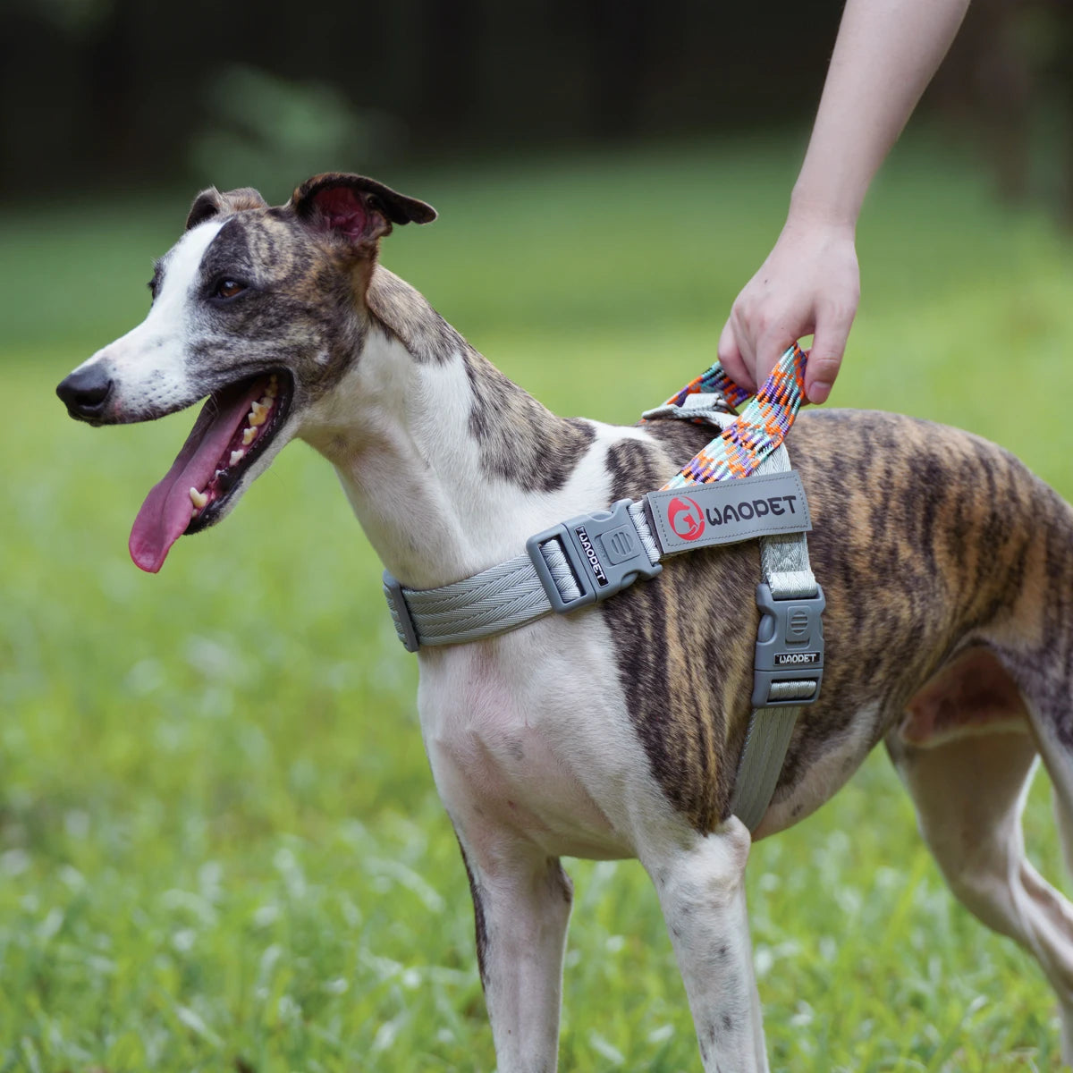 Walking Dog Harnesses For Heavy Medium Large Dogs Creative Design Flat Rope Durable Nylon Dog Rope No Pull Harness Pet Supplies